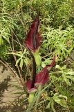 Dracunculus vulgaris RCP6-09 09.jpg